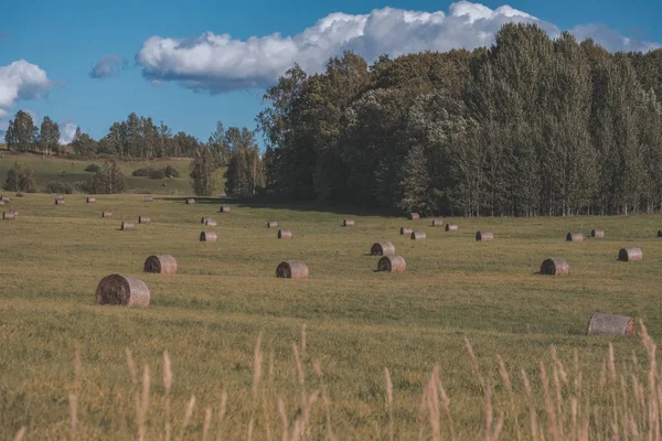 Rotoli Fieno Che Posa Sul Campo Campagna Sul Prato Con — Foto Stock