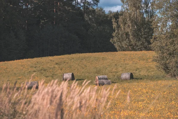 Heurollen Liegen Auf Einem Feld Land Auf Einer Wiese Mit — Stockfoto