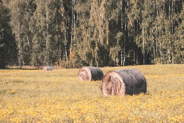 Rollos Heno Tendido Campo Prado Con Bosque Alrededor Flores Amarillas — Foto de Stock