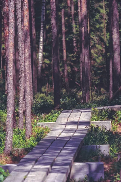 arka plan, bulutlu mavi gökyüzü ile bataklıkta ahşap patika
