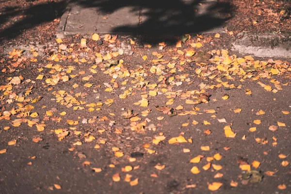 Feuilles Arbre Jaune Posées Sur Asphalte Automne Avec Une Lumière — Photo