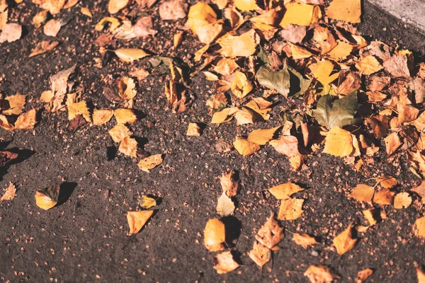 Sert Güneş Işığı Ile Sonbaharda Asfalt Döşeme Sarı Ağaç Yaprak — Stok fotoğraf