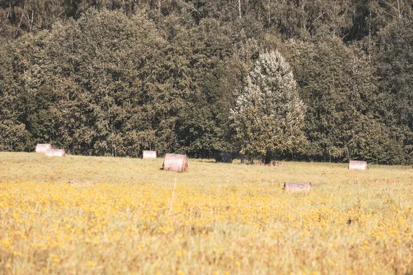 Rollos Heno Tendido Campo Prado Con Bosque Alrededor Flores Amarillas —  Fotos de Stock