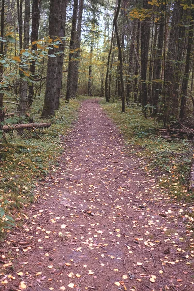 Sentier Randonnée Dans Bois Forêt Verte Été Avec Lumière Soleil — Photo