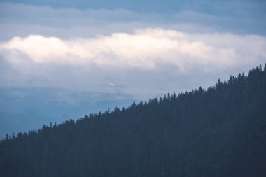 Batı Karpat Dağları'nda sisli ormanın panoramik görünüm