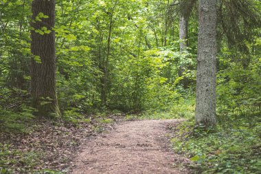 ağaç gövde siluetleri zemin üzerine yeşil yeşillik dokular ile ormanda