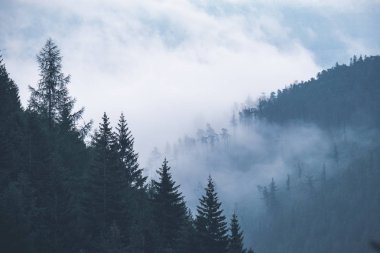 Batı Karpat Dağları'nda sisli ormanın panoramik görünüm