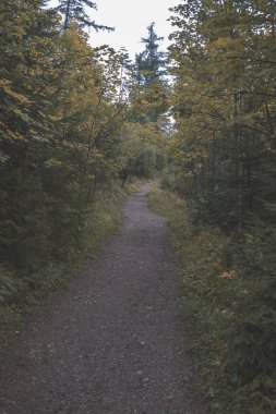 Ağaçları saran ile kırsal köy çakıl yol yaz aylarında 