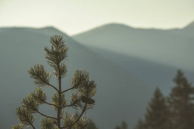 sabah ışık tepe üstleri ve ormanlar Tatra Dağları'nda yükselip önünde çam ağaçları 