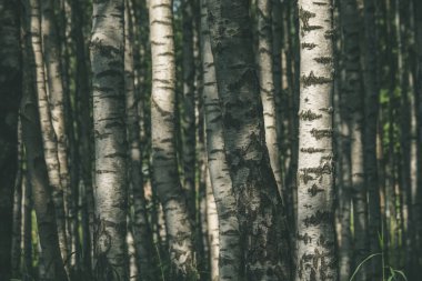 Beyaz huş ağacı ağaç gövdeleri doku bulutlu yaz günü ormandaki yeşil yeşillik ile 