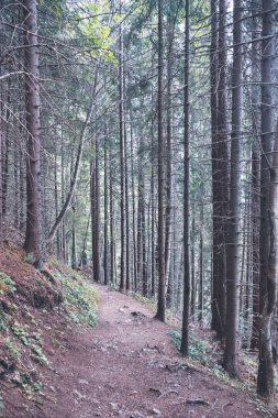 Slovakya'daki Tatra Dağları'nda yürüyüş iz