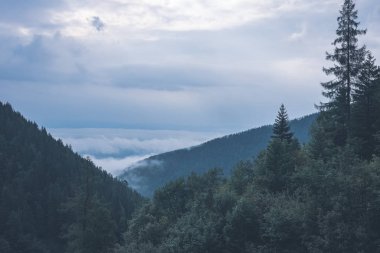 Batı Karpat Dağları'nda sisli ormanın panoramik görünüm