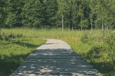 güzel bir akşam güneş ışığı yaz bataklık yeşil yaprakları ile bataklıkta ahşap patika