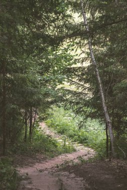 Ağaçları saran ile kırsal köy çakıl yol yaz aylarında 