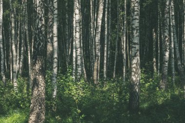 Beyaz huş ağacı ağaç gövdeleri doku bulutlu yaz günü ormandaki yeşil yeşillik ile 