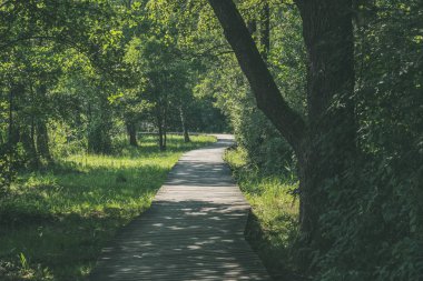 güzel bir akşam güneş ışığı yaz bataklık yeşil yaprakları ile bataklıkta ahşap patika