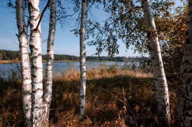 huş ağacı ağaç gövdeleri doku yaz günü, doğrudan güneş ışığı altında 