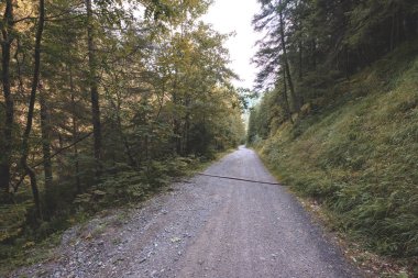Ağaçları saran ile kırsal köy çakıl yol yaz aylarında 
