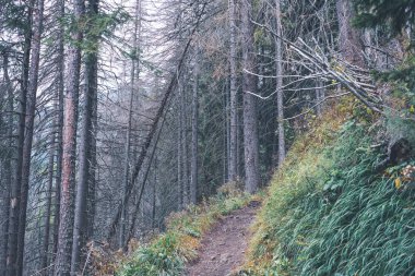 Slovakya'daki Tatra Dağları'nda yürüyüş iz