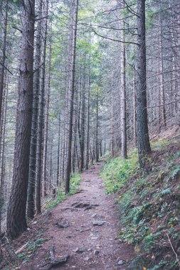 Slovakya'daki Tatra Dağları'nda yürüyüş iz