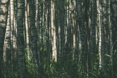 Beyaz huş ağacı ağaç gövdeleri doku bulutlu yaz günü ormandaki yeşil yeşillik ile 