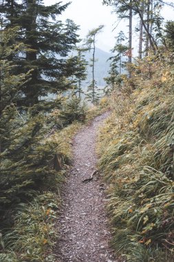 Slovakya'daki Tatra Dağları'nda yürüyüş iz