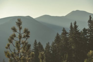 sabah ışık tepe üstleri ve ormanlar Tatra Dağları'nda yükselip önünde çam ağaçları 