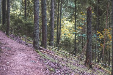 ağaç gövde siluetleri zemin üzerine yeşil yeşillik dokular ile ormanda