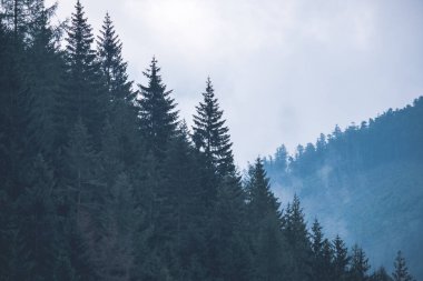 Batı Karpat Dağları'nda sisli ormanın panoramik görünüm