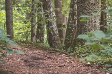 ağaç gövde dokulu arka plan deseni