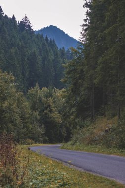 Ağaçları saran ile kırsal köy çakıl yol yaz aylarında 