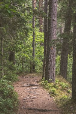 ağaç gövde dokulu arka plan deseni