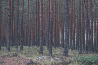 güneş ışığı ile yaz orman ormanda iz hiking 
