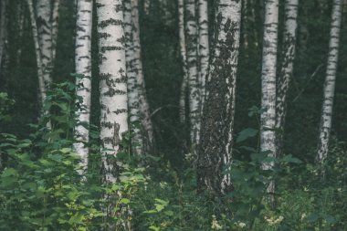 Beyaz huş ağacı ağaç gövdeleri doku bulutlu yaz günü ormandaki yeşil yeşillik ile 