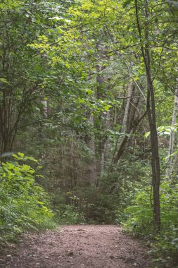 Ağaçları saran ile kırsal köy çakıl yol yaz aylarında 