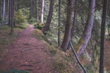 ağaç gövde siluetleri zemin üzerine yeşil yeşillik dokular ile ormanda