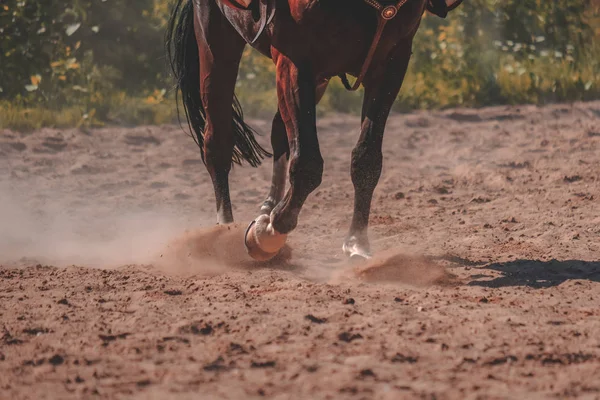 Pés Cavalo Marrom Fazendo Poeira Campo Areia — Fotografia de Stock