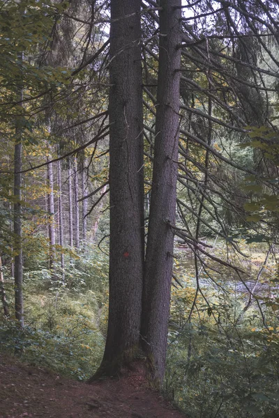 Silhuetas Tronco Árvore Floresta Com Texturas Folhagem Verde Fundo — Fotografia de Stock