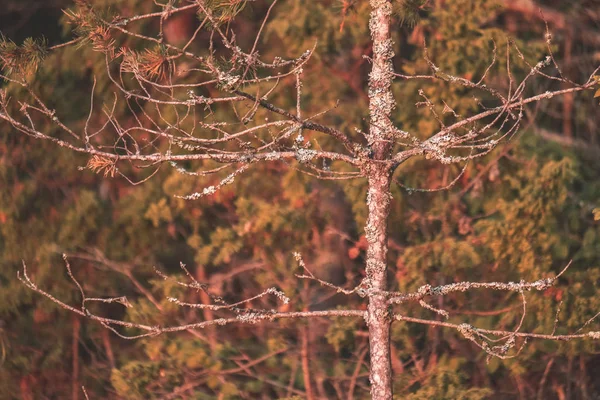 Siluety Kmen Stromu Lese Zelené Listoví Textury Pozadí — Stock fotografie