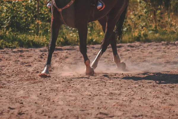 Brown Horse Feet Making Dust Sand Field — стоковое фото