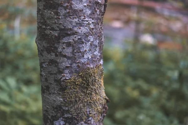 緑の葉の背景にテクスチャを持つフォレストのツリー トランクのシルエット — ストック写真