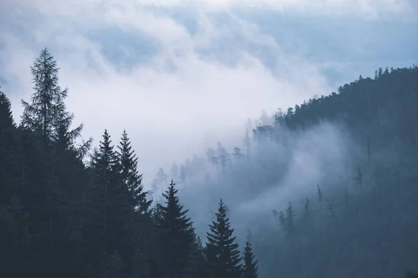Panoramic View Misty Forest Western Carpathian Mountains — Stock Photo, Image