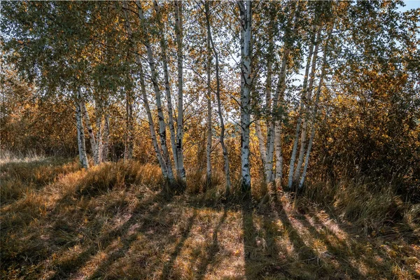 직접적인 햇빛에 자작나무 텍스처 — 스톡 사진