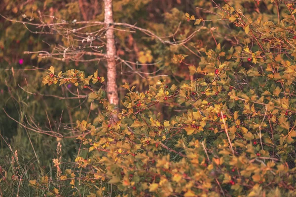 Silhouettes Tronc Arbre Forêt Avec Des Textures Feuillage Vert Sur — Photo