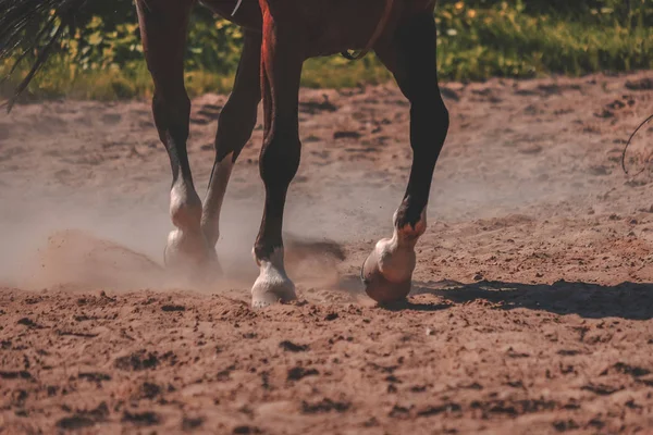 Bruin Paard Voeten Maken Van Stof Zand Veld — Stockfoto