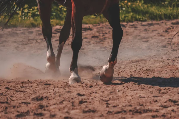 Brown Horse Feet Making Dust Sand Field — стоковое фото