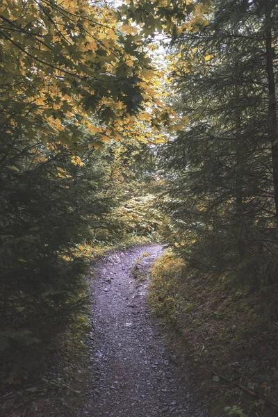 Ağaçları saran ile kırsal köy çakıl yol yaz aylarında 