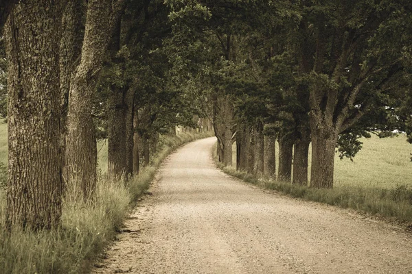 Ağaçları Saran Ile Kırsal Köy Çakıl Yol Yaz Aylarında — Stok fotoğraf