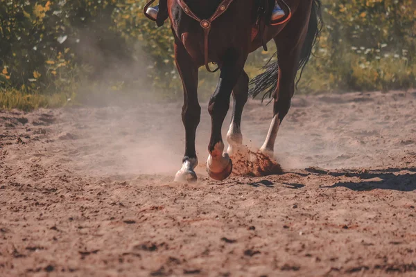 Piedi Cavallo Marrone Che Fanno Polvere Nel Campo Sabbia — Foto Stock