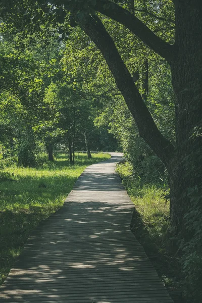 Wooden Footpath Swamp Beautiful Evening Sun Light Green Foliage Summer — Stock Photo, Image